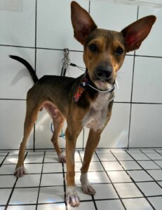 Cão marrom
