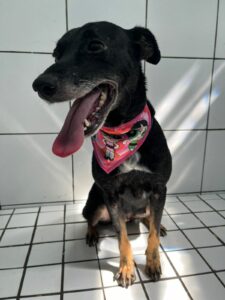 Cadela (preta e amarela)