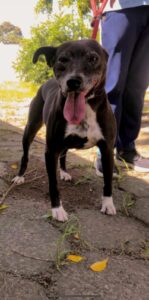 Cadela (Preta)