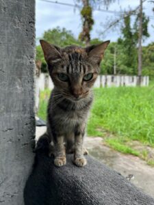 Gata Rajada