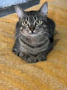 Gato Rajado