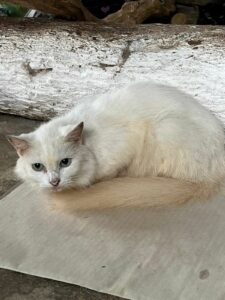 Gata Branca